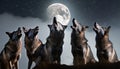 A wolf pack howling at the moon Royalty Free Stock Photo