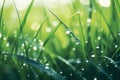 Peaceful morning dew on grass self care background