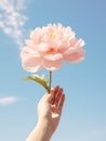 photo of a hand holding a Peony, simple on solid background for wall art decor, calming in retro Royalty Free Stock Photo