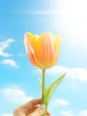 photo of a hand holding a Tulip, simple on solid background for wall art decor, calming in retro Royalty Free Stock Photo