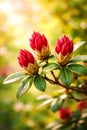 Three Red Flower Buds With Warm Golden Spring Bokeh Background Royalty Free Stock Photo