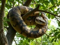 AI generated image of a Python wrapped around in a tree Royalty Free Stock Photo