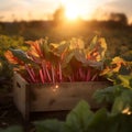 Rhubarb leafstalks harvested in a wooden box in a field with sunset.