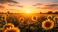 A tranquil scene of a sunflower field at dusk glowing red soft sunlight AI generated