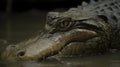 Crocodile Close-Up, Made with Generative AI