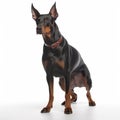 Doberman Pinscher on white background