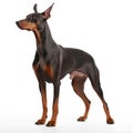 Doberman Pinscher on white background