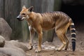 AI generated image of a Tasmanian Tiger