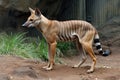 AI generated image of a Tasmanian Tiger