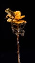 A tiny frog on a flower made of ice and water with a black background Royalty Free Stock Photo