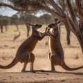 AI generated image of two male kangaroos in a fighting mode