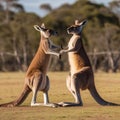 AI generated image of two male kangaroos about to engage in a brawl