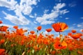 a vibrant field of poppies, spring time, landscape