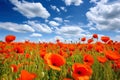 a vibrant field of poppies, spring time, landscape