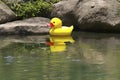 Yellow rubber duckie floating on water