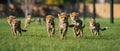 AI generated images,A herd of submissive tigers is walking in the grassland Royalty Free Stock Photo