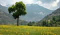 AI generated images, large sea of sunflowers, very dense, beautiful sky, Royalty Free Stock Photo