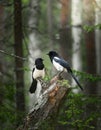 Two magpies in an old forest