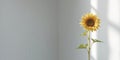 immature sunflower separated on backdrop Royalty Free Stock Photo