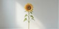 immature sunflower separated on backdrop. Royalty Free Stock Photo