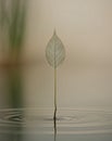 A leaf is floating on top of a body of water Royalty Free Stock Photo
