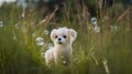 AI generated little Bichon Frize dog standing in field