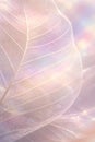 Delicate Skeleton Leaf Texture With Soft Pastel Light And Dreamy Mood Royalty Free Stock Photo