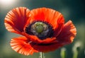 a macro photography of red poppy with the sun beams on the petals on bokeh field background