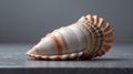 A massive seashell rests on a gray surface.