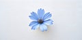 Elegant Blue Flower Centered On Clean Minimal Background Creating A Calm Modern Aesthetic Scene Royalty Free Stock Photo