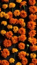 AI generated Orange marigold flowers on orange background. Top view. Flat lay