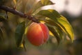 close-up of a peach on a branch with blurred natural background