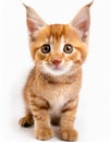 Cute brown kitten laying down on white background Royalty Free Stock Photo