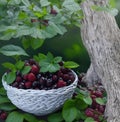 AI generated picture: forest berries