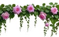 Ai generated pink roses hanging on a green ivy isolated on a white background Royalty Free Stock Photo