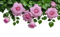 Ai generated pink roses hanging on a green ivy isolated on white Royalty Free Stock Photo