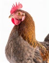 Brown chicken hen isolated