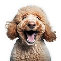 ai generated portrait of dog breed poodle cute happy excited smiling