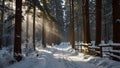 AI generated Pristine snow-covered forest trail winding through tall pine trees with golden sunlight dramatically filtering throug Royalty Free Stock Photo