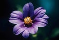 purple flower with yellow in center on dark background Royalty Free Stock Photo