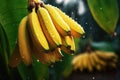 close-up of a bananas with rain drops on blurred background