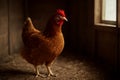 AI generated realistic hen standing in a rustic chicken coop with soft light filtering through the window highlighting its Royalty Free Stock Photo