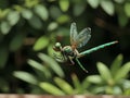 AI generated realistic image of a dragonfly in the flight mode