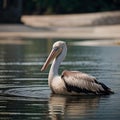 AI generated realistic image of a pelican swimming in a pond