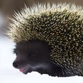 AI generated realistic image of a porcupine (with body full of needles) from an icy landscape