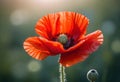 a red poppy with sunlit and bokeh background