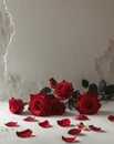 Red roses and petals on textured white surface Royalty Free Stock Photo