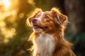 Beautiful dog portrait in a natural environment and blurred background