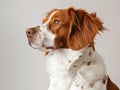 Profile of an Agile Brittany Spaniel Royalty Free Stock Photo
