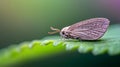 AI-generated Small Moth Resting on Green Leaf Macro Royalty Free Stock Photo